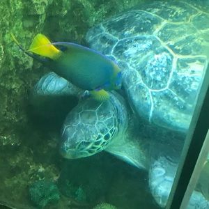 Meet your Posher, Ali